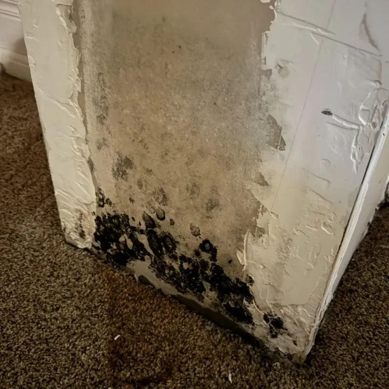Professional Mold Removal in Paulden, AZ